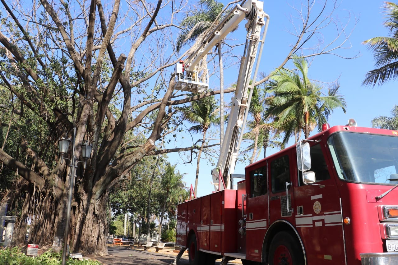 Leia mais sobre o artigo PRAÇA DO DAAE É INTERDITADA PARA RETIRADA DE ÁRVORE DE GRANDE PORTE